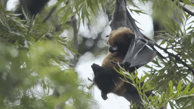 Indian Flying Fox Bat with Pup looking cute and scratching body at Normal Speed.