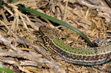 Cretan Wall Lizard - Podarcis cretensis, Crete
