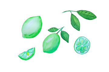 hand drawn lime elements