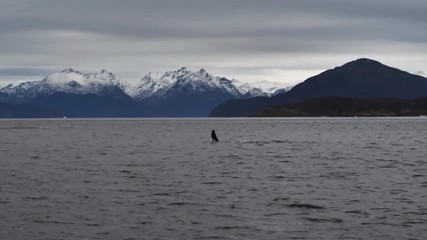 orcas and humpback whales hunting for herrings in the fjords of Norway in winter