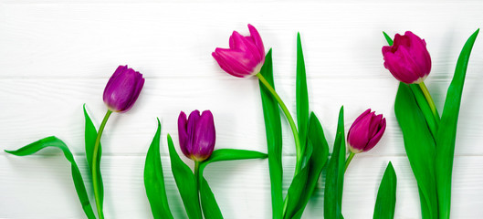 flowers on a white background