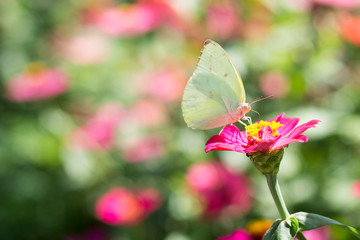 Butterflies in a beautiful flower garden