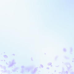 Violet flower petals falling down. Alluring romant