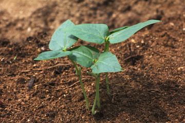 young plant in soil isolated on white background