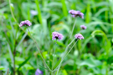 Verbena bonariensis flower