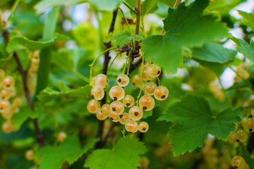 white currant berries on a Bush