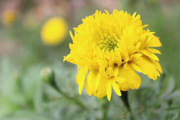 Yellow marigold