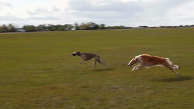 Two greyhounds are racing