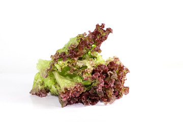 Salad leaf. Lettuce isolated Close up