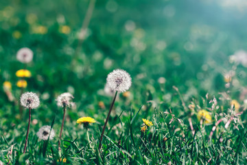 Fototapeta premium Yellow and white dandelions flowers in grass, selective focus, spring natural meadow