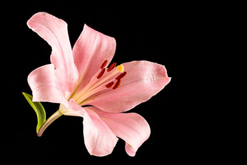 pink lily on black background