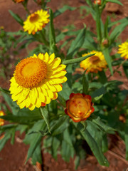yellow flower