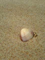 shell on the beach