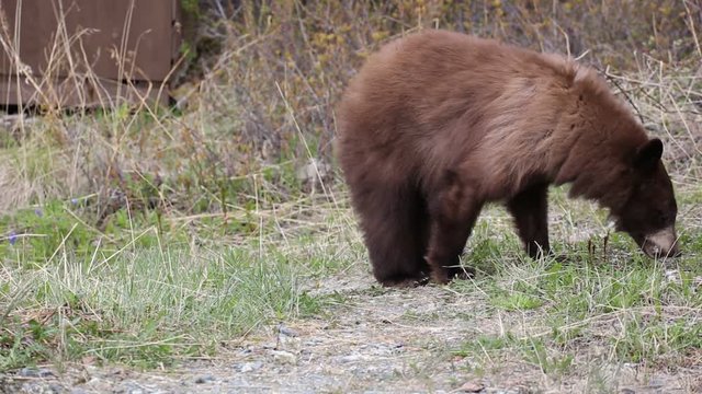 Schwarzb&auml;r frisst Gr&auml;ser wildlife