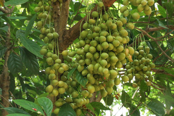 Burmese Grape green at garden