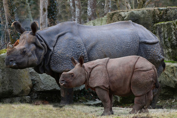 Panzernashorn (Rhinoceros unicornis) Muttertier mit Jungem