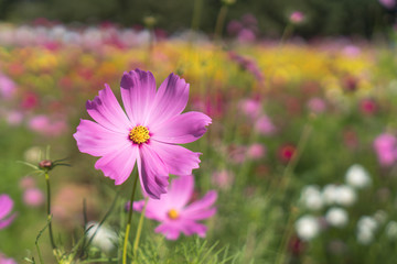 Cosmos flowers that are full bloom in the garden