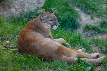 Puma (Puma concolor) oder Silberlöwe