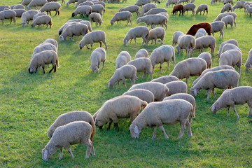 Hausschaf Herde auf Weide, Bayern, Deutschland