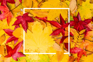 Naklejka na ściany i meble background of autumn leaves. Autumn background. composition with picture frame