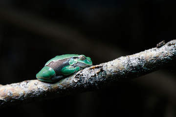 Europäische Laubfrosch (Hyla arborea) 