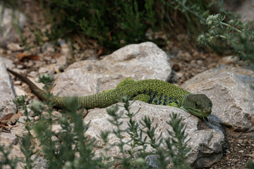 Perleidechse (Timon lepidus)