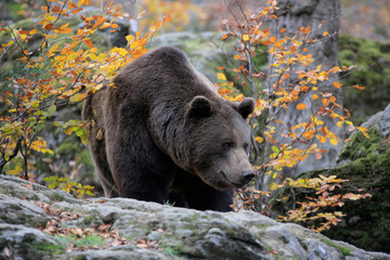 Braunbär (Ursus arctos) Eurasien