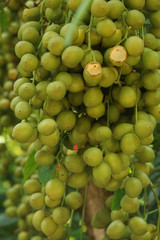 Burmese Grape green at garden