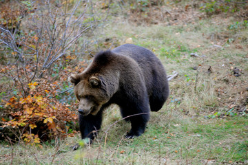Braunbär (Ursus arctos) Eurasien