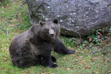 Obraz na płótnie Canvas Braunbär (Ursus arctos) Eurasien