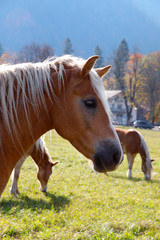 Haflinger Pferd auf Weide