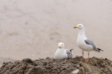 Zwei Möwen am Strand schauen auf die See