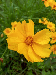 yellow flowers in garden