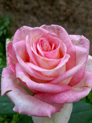pink rose in garden