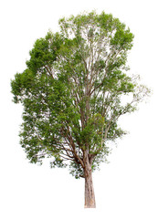 Obraz premium Irvingia malayana