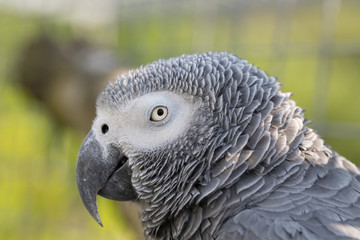 Head shot of a Congo African Grey Parrot