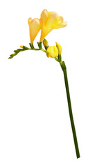 Yellow freesia flowers