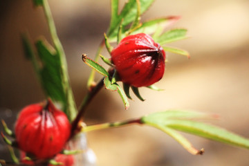 ladybird on a flower