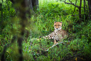 Cheetah walks through long grass in savannah Acinonyx jubatus