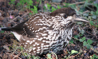 Bird Nucifraga caryocatactes in search of food