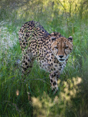 Cheetah walks through long grass in savannah Acinonyx jubatus