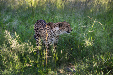 Cheetah walks through long grass in savannah Acinonyx jubatus