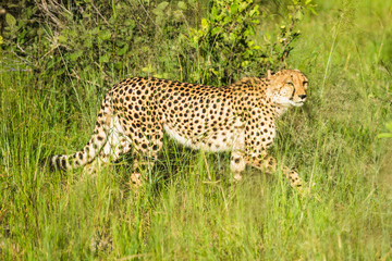 Cheetah walks through long grass in savannah Acinonyx jubatus