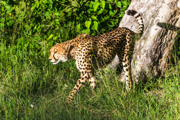 Cheetah walks through long grass in savannah Acinonyx jubatus