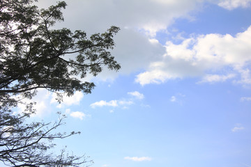 tree in the sky