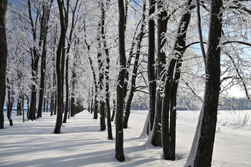 Winter forest on sunny day