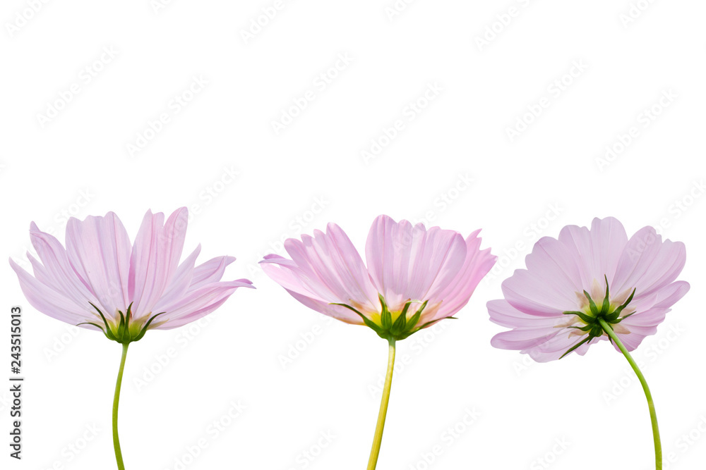 Canvas Prints cosmos flower isolated on white background - clipping paths
