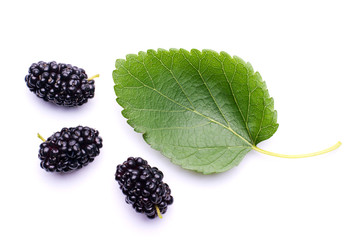 Mulberry leaf and three fresh juicy mulberry berries isolated on a white background
