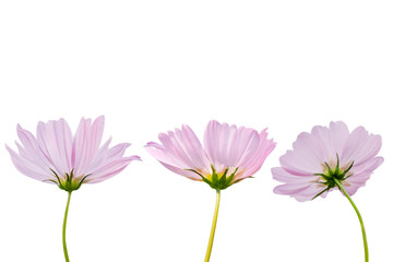 Cosmos flower isolated on white background - clipping paths