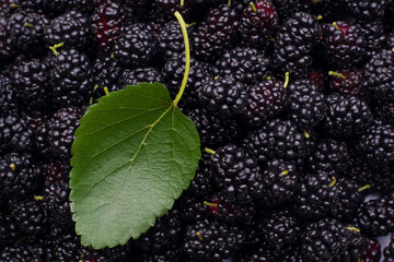 Close up photo of fresh juicy dark mulberry berries with green leaf on them